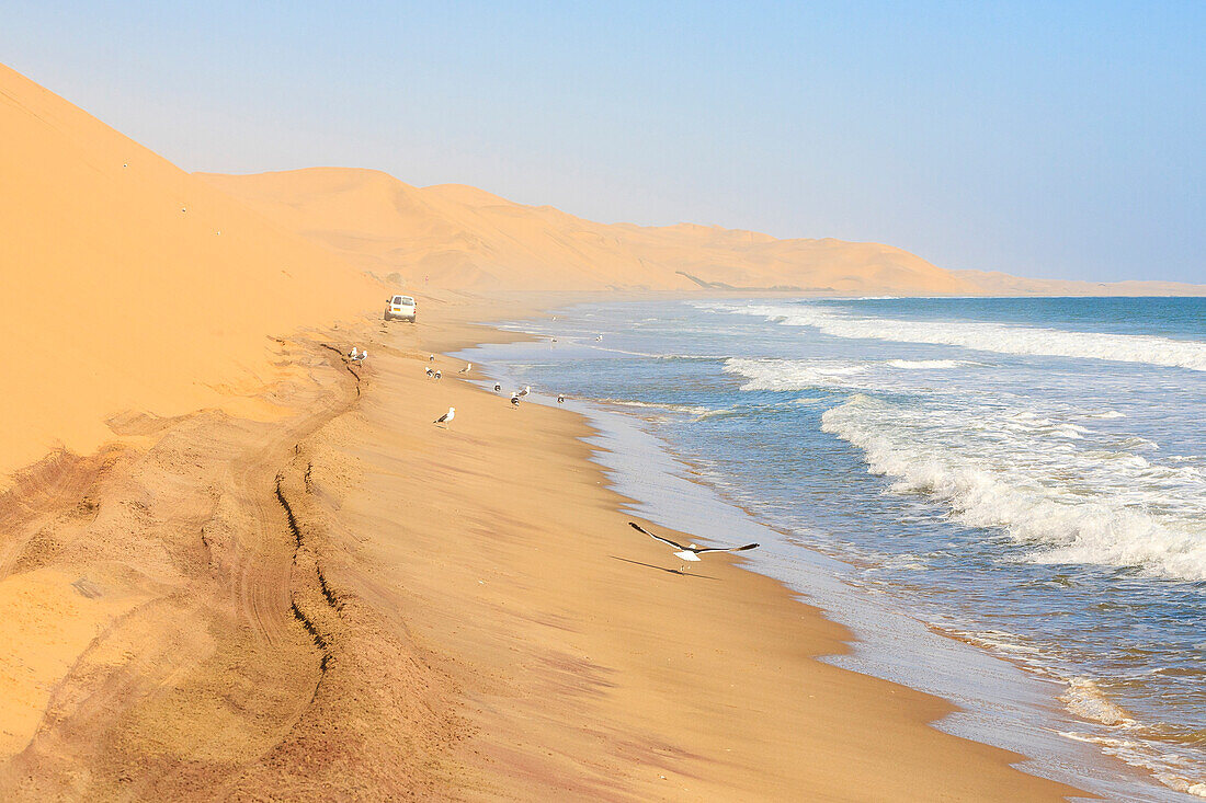 Jeep between sand dunes and ocean framed by seagulls in flight Walvis Bay Namib Desert Erongo Region Namibia Southern Africa