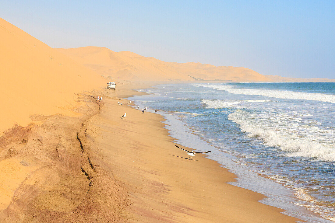 Jeep zwischen Sanddünen und Ozean umrahmt von Möwen im Flug Walvis Bay Namib Wüste Erongo Region Namibia Südliches Afrika
