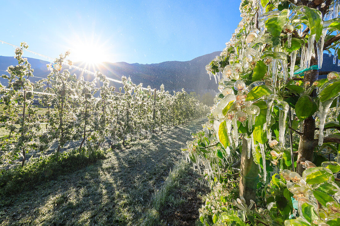 Sonne leuchtet die Apfelplantagen im Frühjahr mit Eis bedeckt Villa von Tirano Provinz Sondrio Valtellina Lombardei Italien Europa