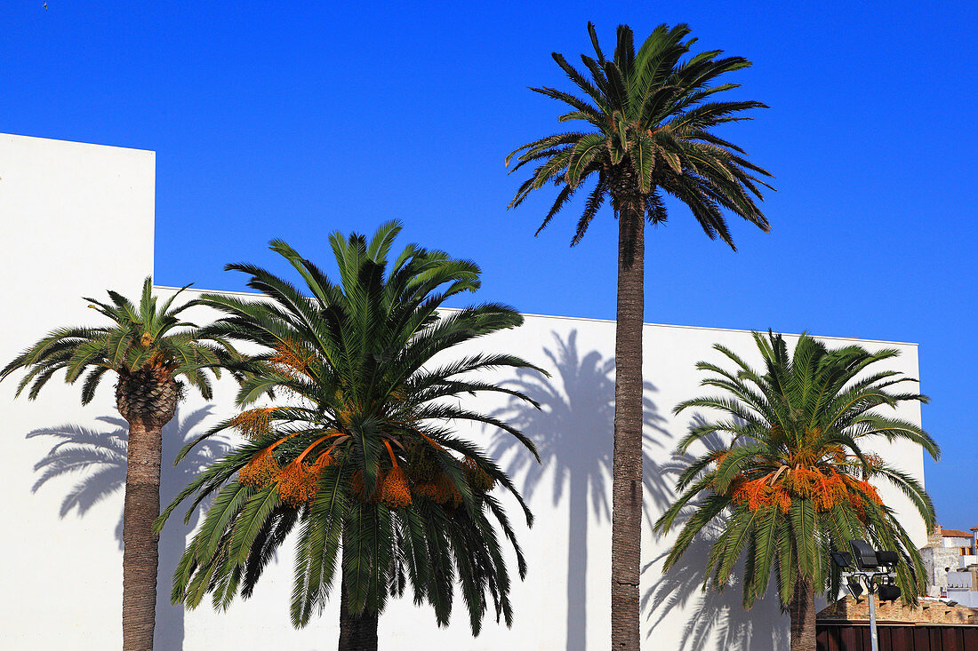 Spain, Andalusia, Tarifa, white wall and palm trees