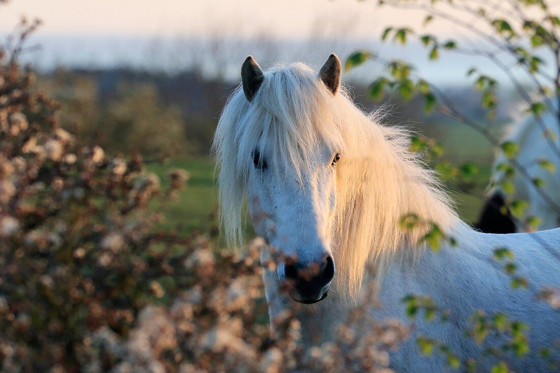 Horse and springflowers. Oland, Sweden