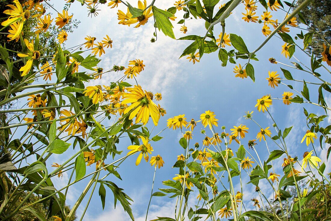 Rudbeckia flowers. Scientific name: Rudbeckia hirta.