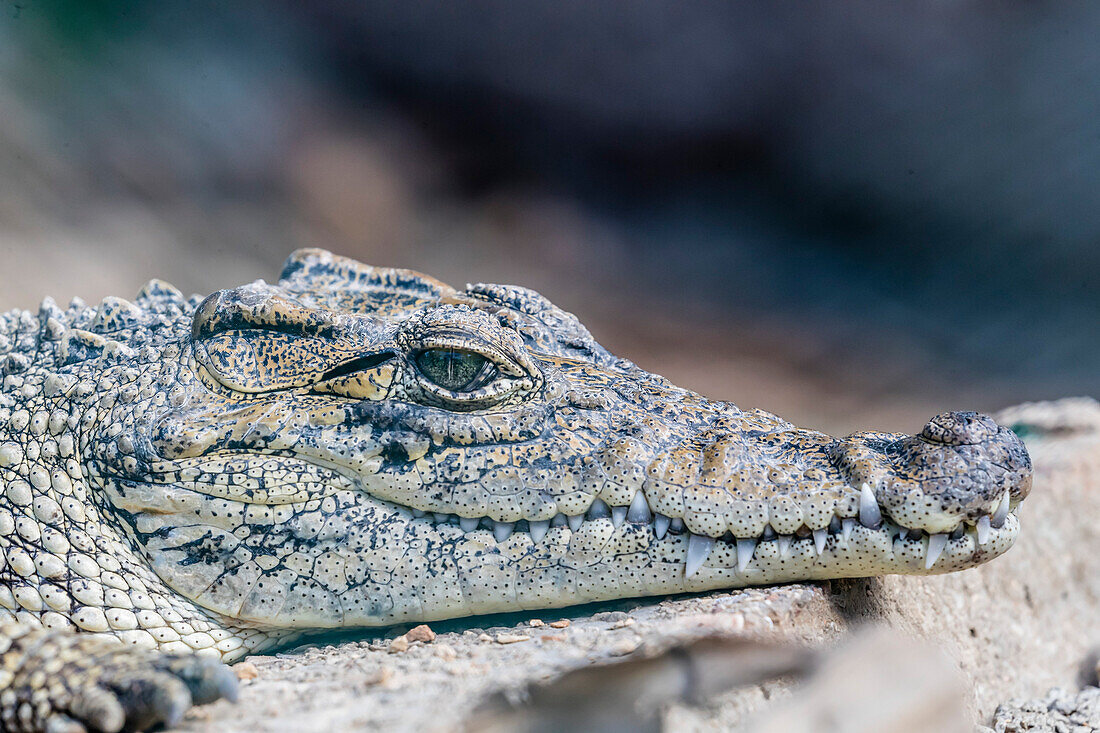 Captive Cuban crocodile ,Crocodylus rhombifer, a small species of crocodile endemic to Cuba, West Indies, Central America