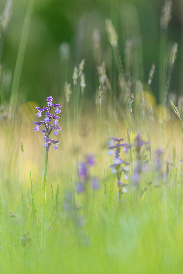 Green-winged orchid ,Orchis morio, flowering, growing on meadow in evening sunlight, Marden Meadow Nature Reserve, Kent, England, United Kingdom, Europe