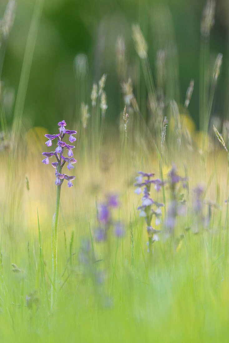 Grünflügelige Orchidee ,Orchis morio, blühend, wächst auf Wiese im Abendsonnenlicht, Marden Meadow Nature Reserve, Kent, England, Vereinigtes Königreich, Europa