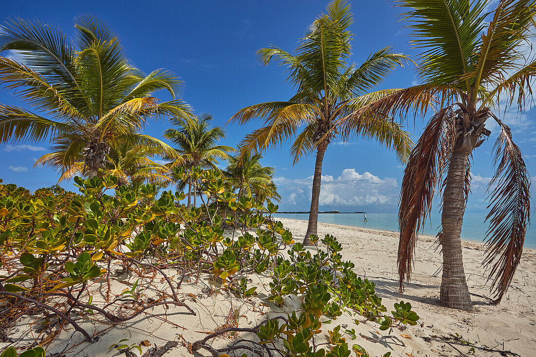 Vegetation along Long Bay Beach, on the south coast of Providenciales, Turks and Caicos, West Indies, Central America