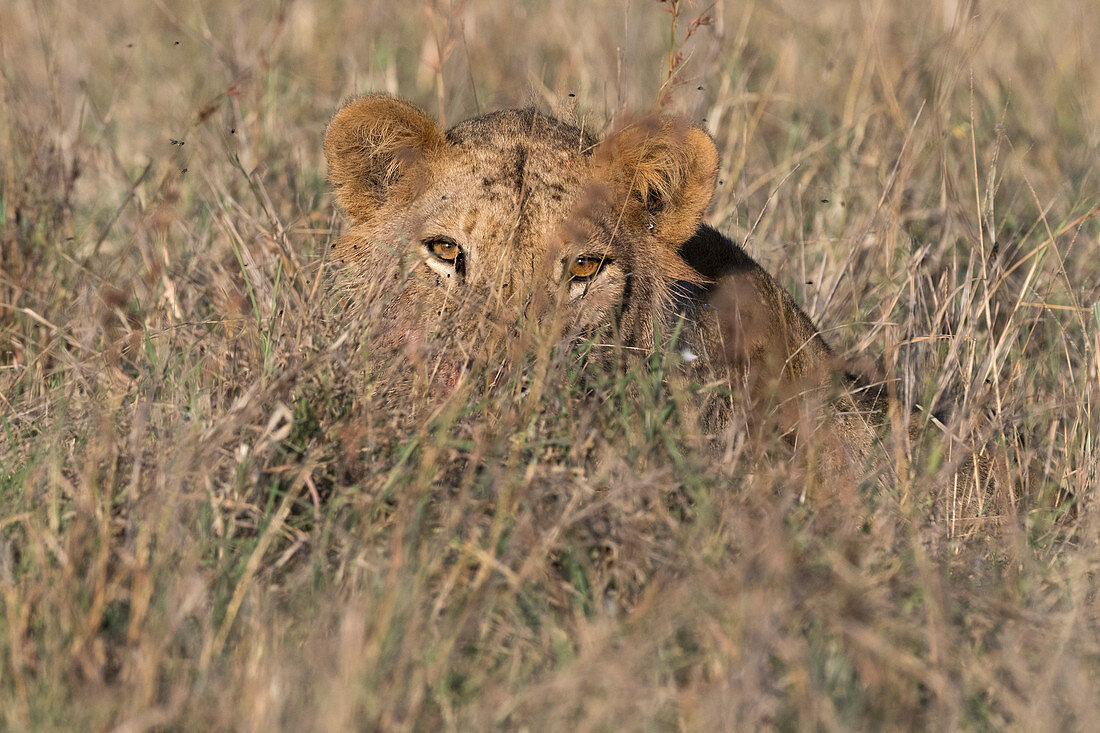 Ein Löwe ,Panthera Leo, versteckt sich in hohem Gras, Tsavo, Kenia, Ostafrika, Afrika