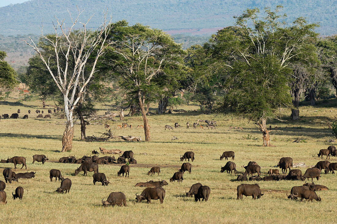 Eine Herde von afrikanischen Büffeln ,Syncerus caffer, grasen in einer Ebene, Tsavo, Kenia, Ostafrika, Afrika