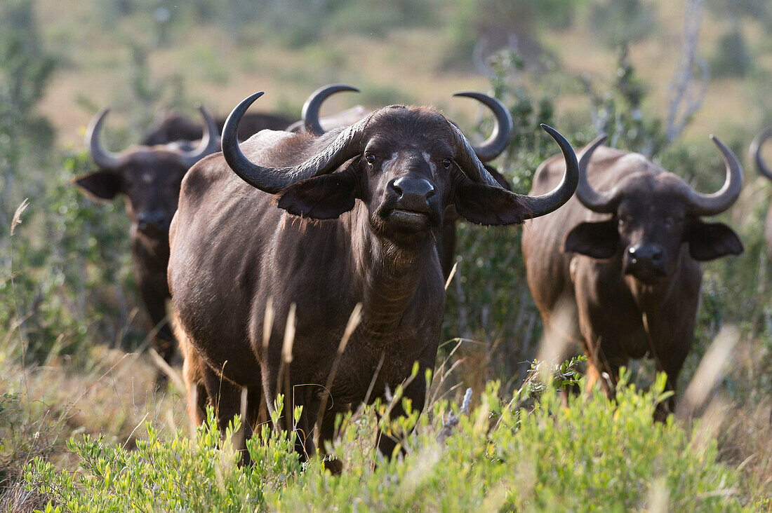 Porträt eines afrikanischen Büffels ,Syncerus caffer, der die Kamera, Tsavo, Kenia, Ostafrika, Afrika betrachtet