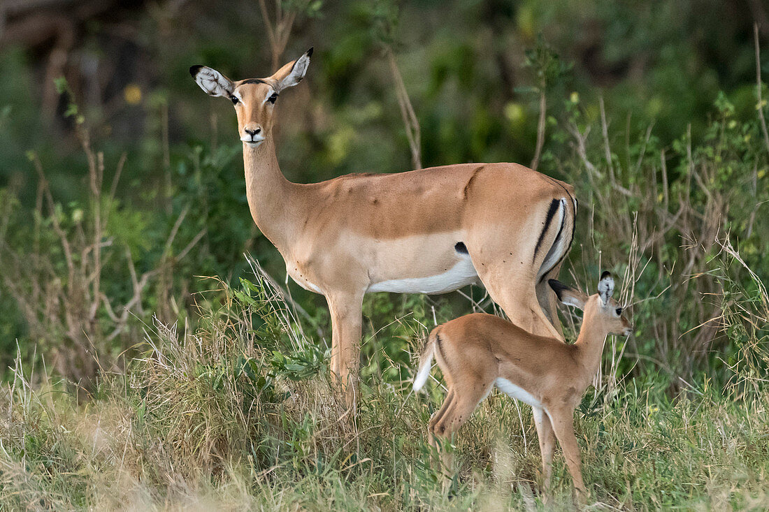 Ein weiblicher Impala ,Aepyceros melampus, mit seinem Kalb, Kenia, Ostafrika, Afrika