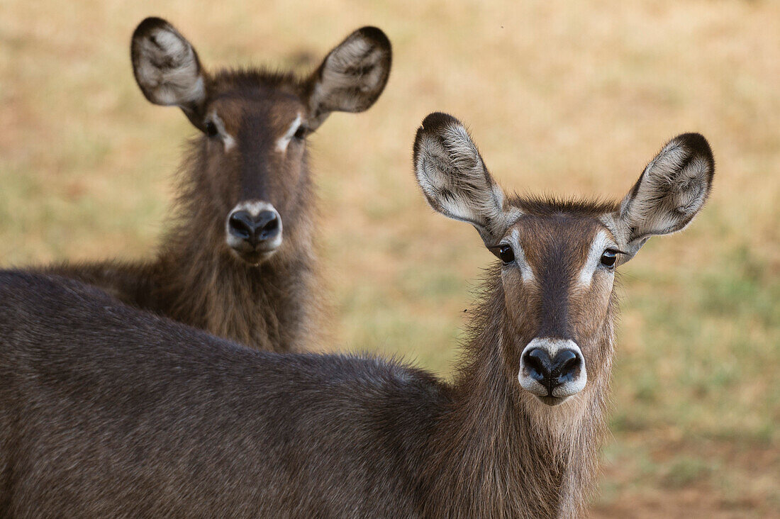 Porträt von Wasserbock ,Kobus ellipsiprymnus, Tsavo, Kenia, Ostafrika, Afrika