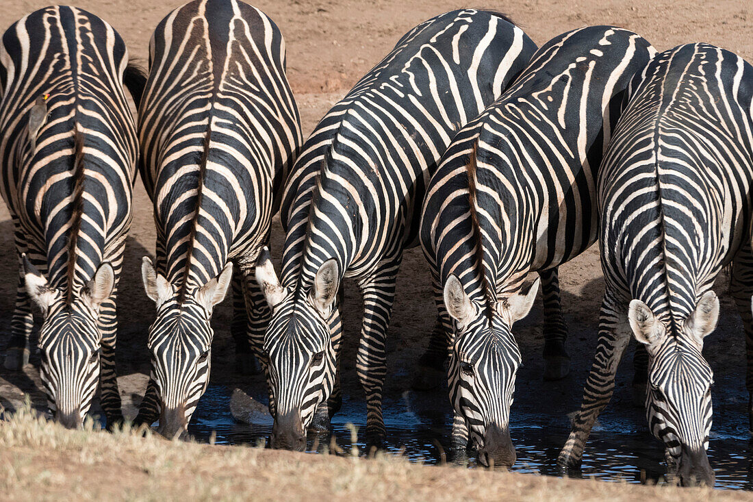 Gemeinsame Zebras ,Equus Quagga, trinken an einem Wasserloch, Tsavo, Kenia, Ostafrika, Afrika