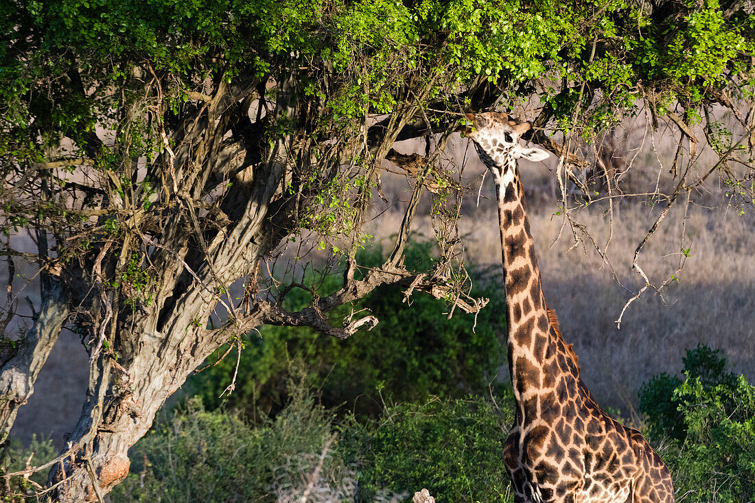 Eine Maasai-Giraffe ,Giraffa Camelopardalis Tippelskirchi, Fütterung auf einem Baum, Kenia, Ostafrika, Afrika