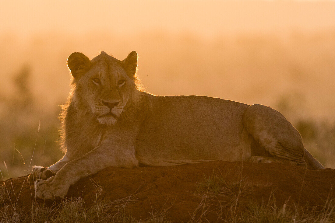 A lion ,Panthera leo, resting on a termite mound at sunset, Tsavo, Kenya, East Africa, Africa