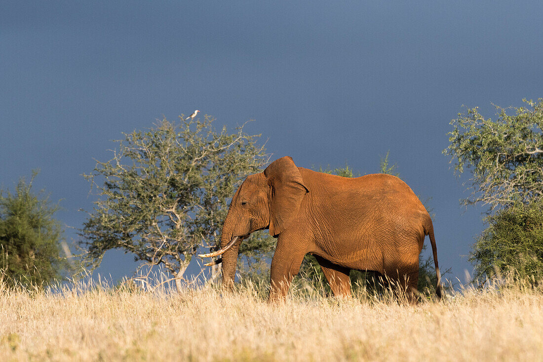 An African elephant ,Loxodonta africana, walking in the bush, Tsavo, Kenya, East Africa, Africa