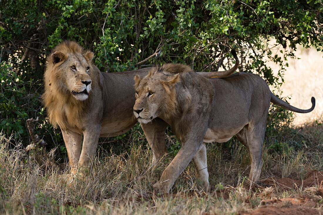Zwei Löwen ,Panthera Leo, patrouillieren, Tsavo, Kenia, Ostafrika, Afrika
