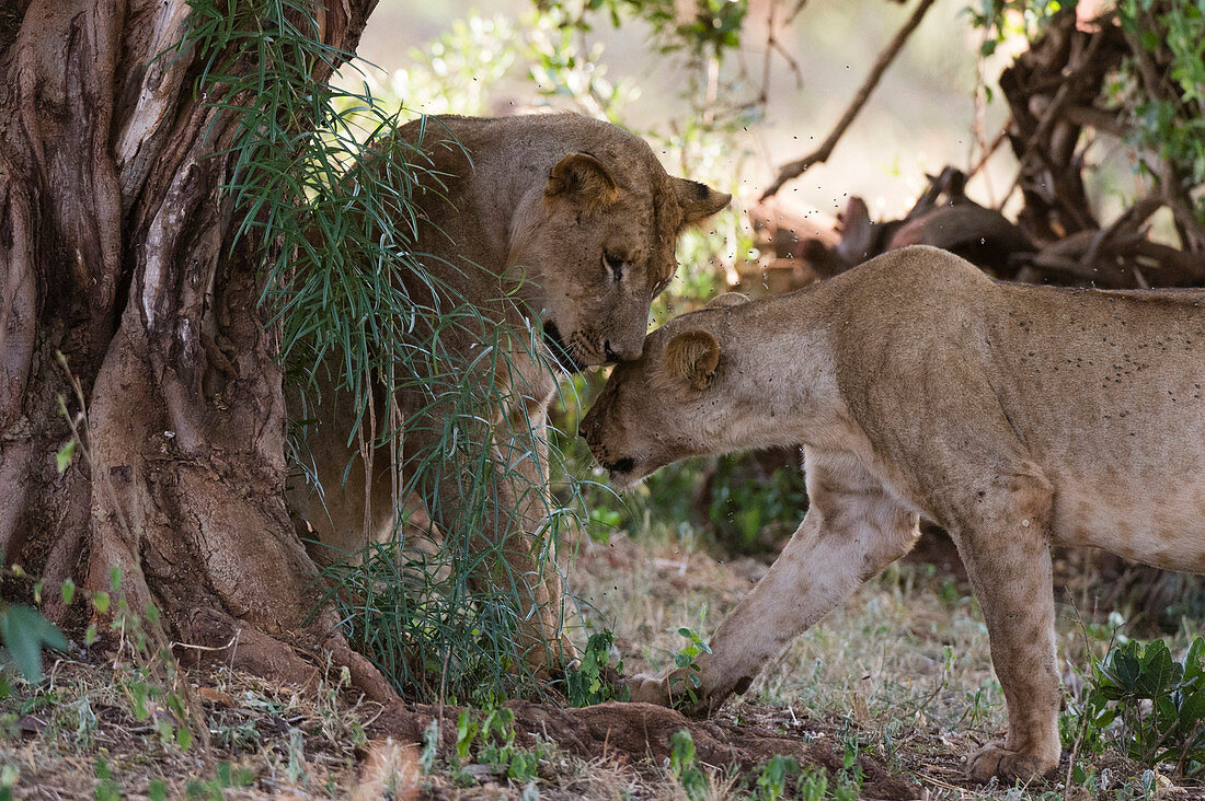 Two lions ,Panthera leo, in tree shade, Tsavo, Kenya, East Africa, Africa