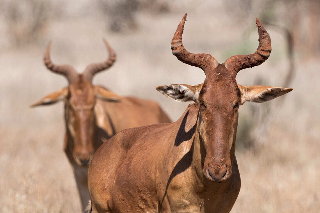 Portrait of an hartebeest ,Alcelaphus buselaphus, looking at the camera, Tsavo, Kenya, East Africa, Africa