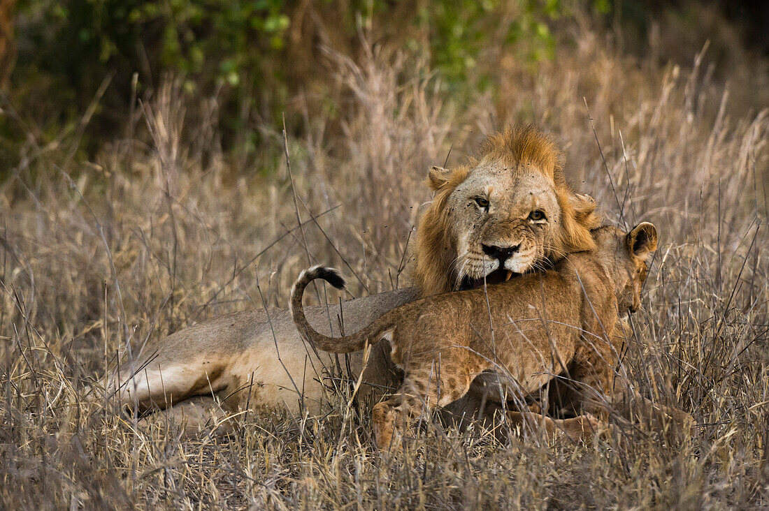 Ein männlicher Löwe ,Panthera leo, mit seinem Jungen, Tsavo, Kenia, Ostafrika, Afrika