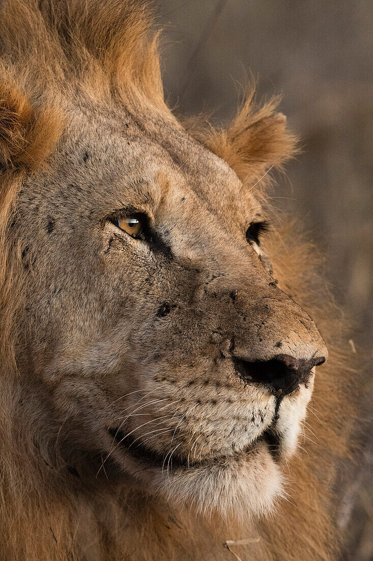 Close up portrait of a lion ,Panthera leo, Tsavo, Kenya, East Africa, Africa