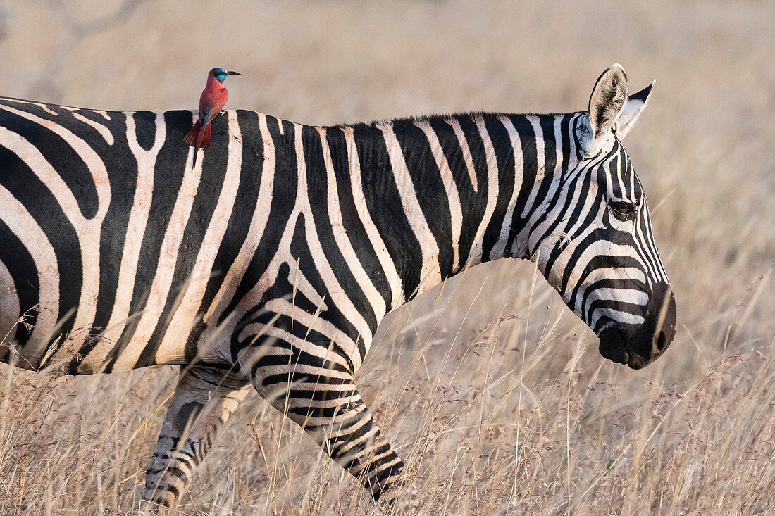 Porträt eines gemeinen Zebras ,Equus quagga, gehend mit einem Nordkarminbienenfresser ,Merops rubicus, auf seinem zurück, Kenia, Ostafrika, Afrika
