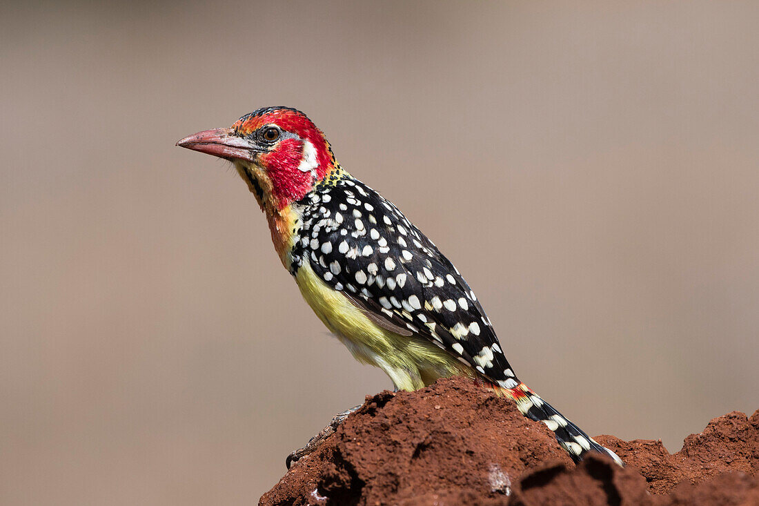 A red-and-yellow barbet ,Trachyphonus erythrocephalus, on a termite mound, Kenya, East Africa, Africa