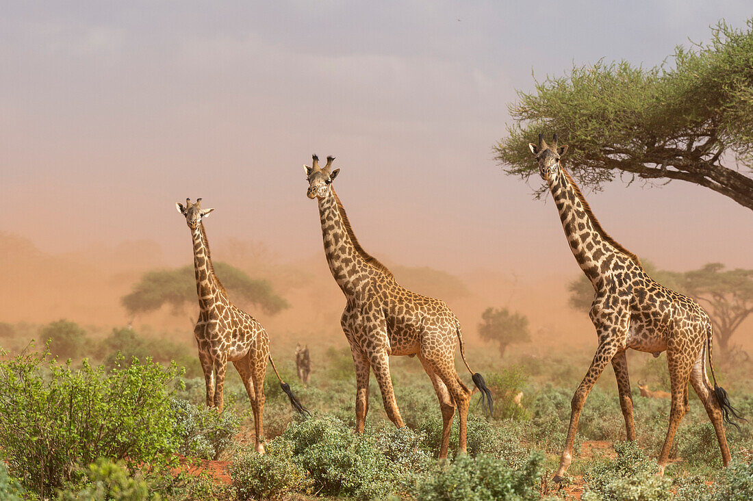 Drei Maasai-Giraffen ,Giraffa camelopardalis tippelskirchi, im Staubsturm, Tsavo, Kenia, Ostafrika, Afrika