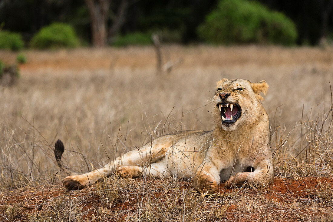 Ein Löwe ,Panthera leo, gähnend, Tsavo, Kenia, Ostafrika, Afrika