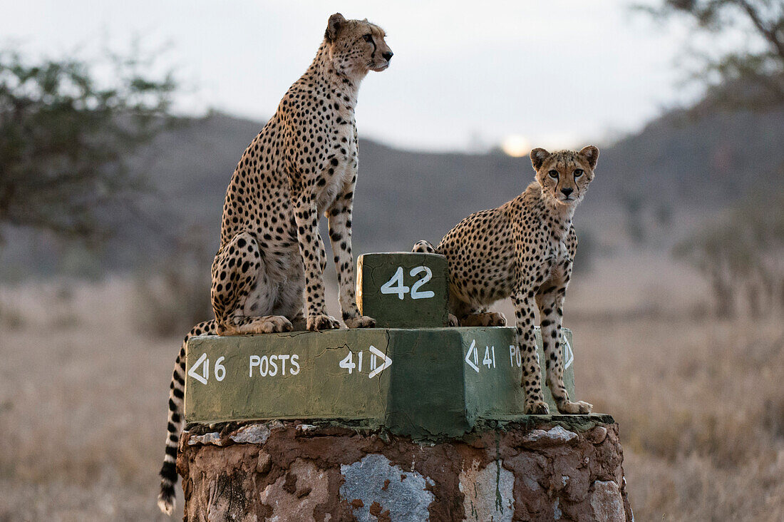 Ein Gepard ,Acinonyx jubatus, und ihre Jungen, die Savanne in der Dämmerung überblickend, Tsavo, Kenia, Ostafrika, Afrika