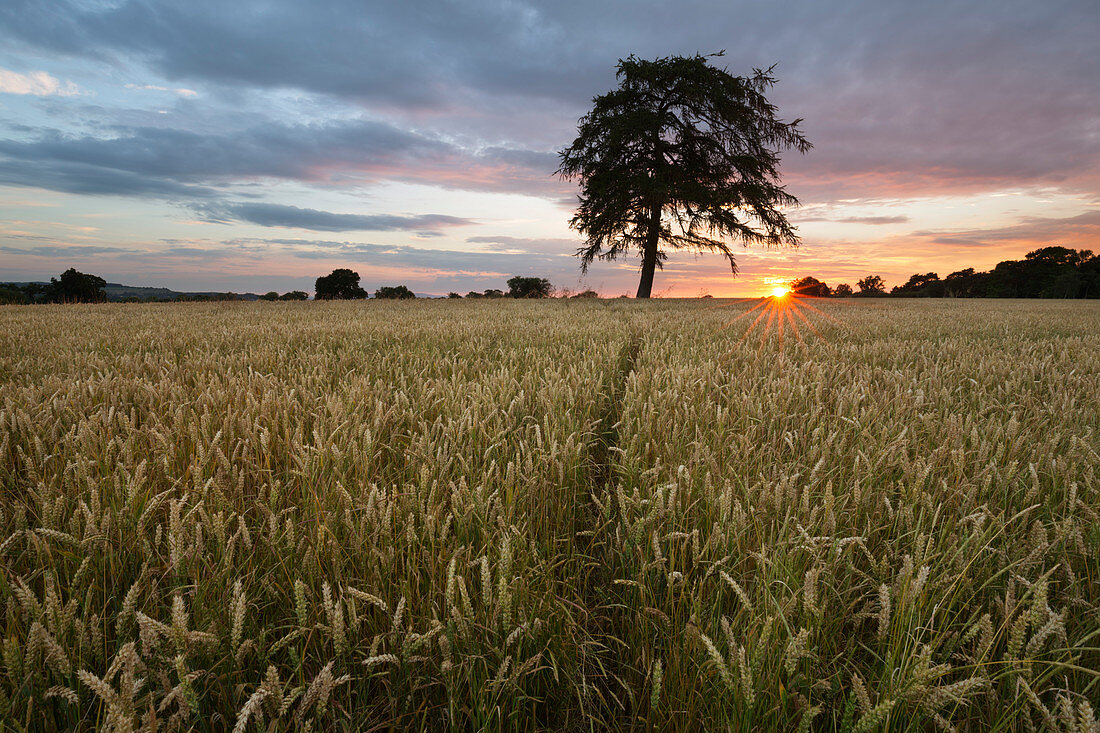 Wheat field and pine tree at sunset, near Chipping Campden, Cotswolds, Gloucestershire, England, United Kingdom, Europe