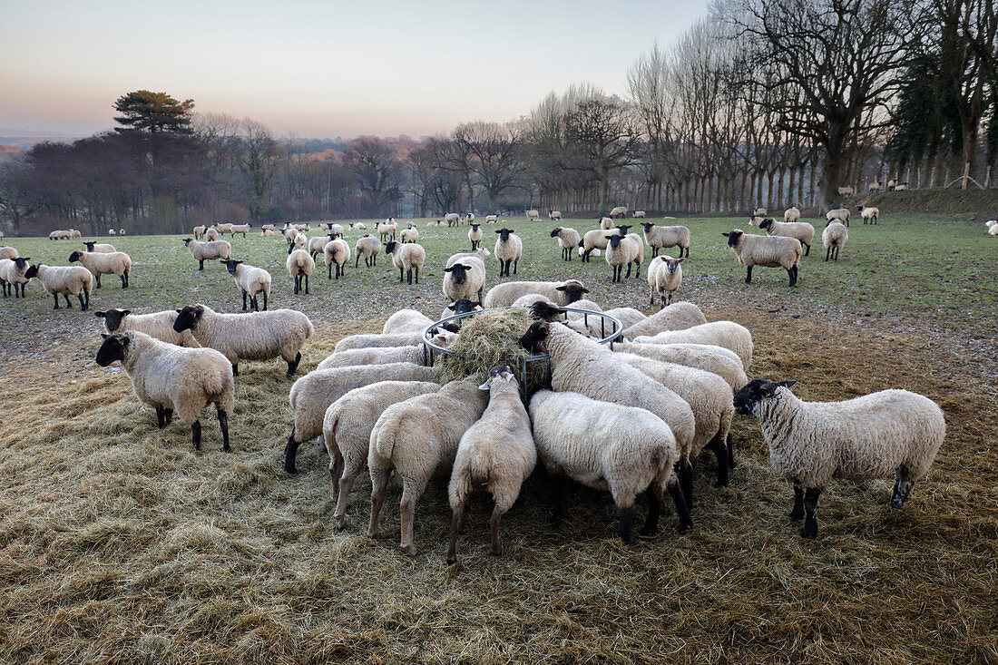 Field of sheep feeding on hay in winter, Burwash, East Sussex, England, United Kingdom, Europe