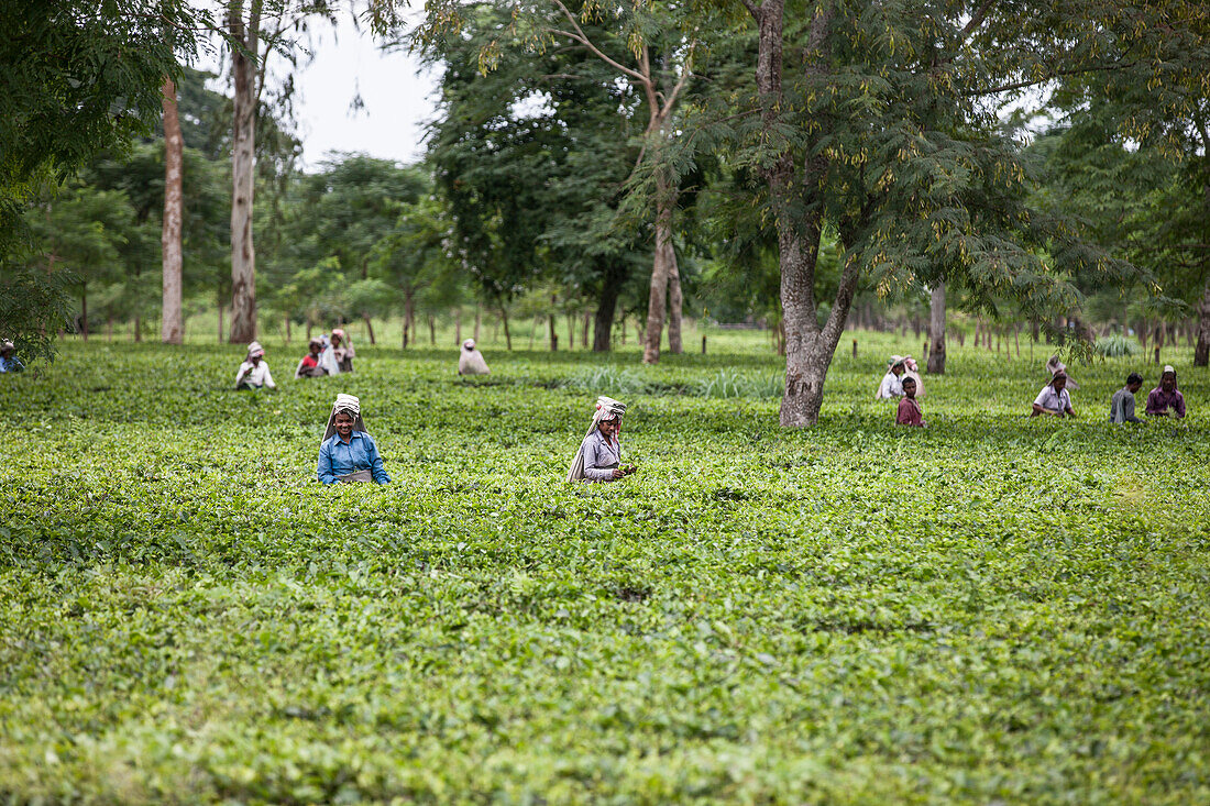 Teegarten in Dibrugarh, Assam, Indien, Asien