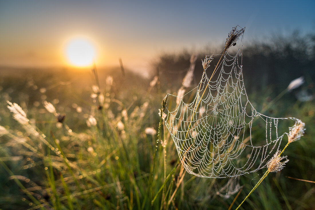 Dew bedeckt Spinnennetz, bei Sonnenaufgang, North Kent Marshes, Kent, England, Vereinigtes Königreich, Europa