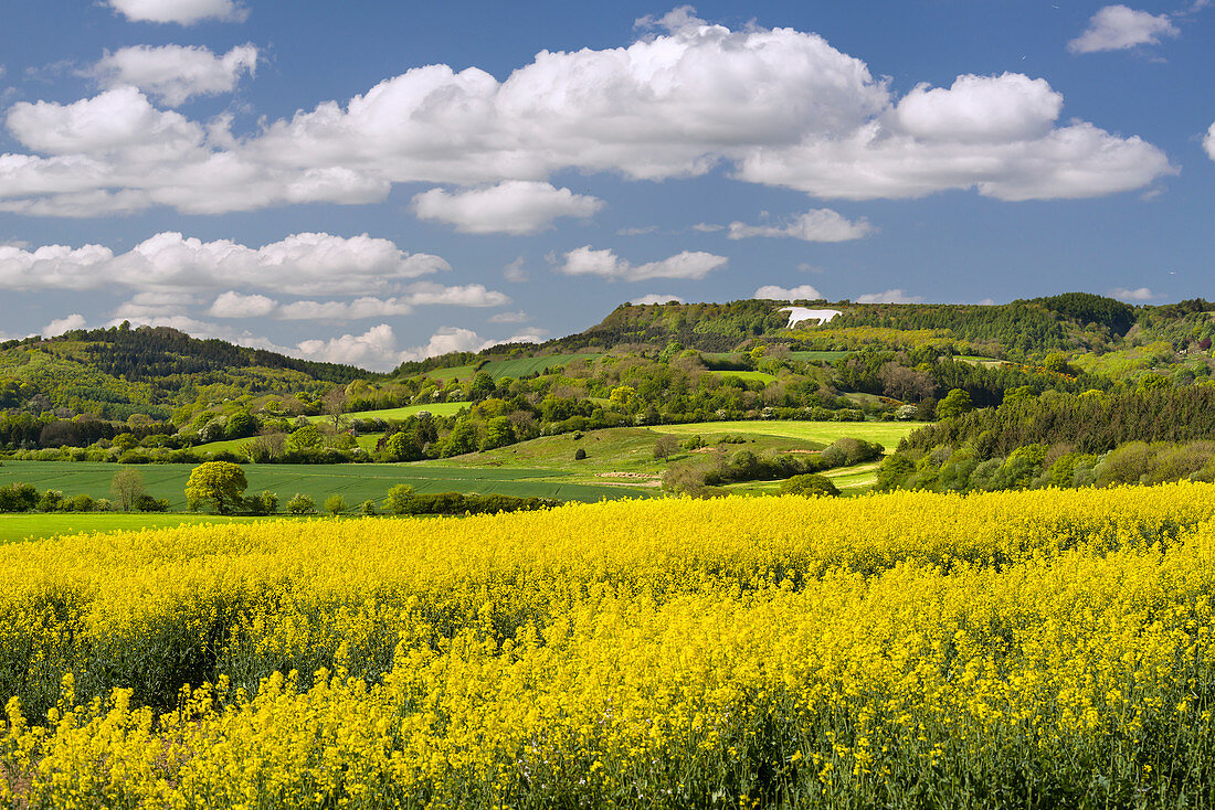 Das weiße Pferd von Kilburn, die North Yorkshire Moors, Yorkshire, England, Vereinigtes Königreich, Europa