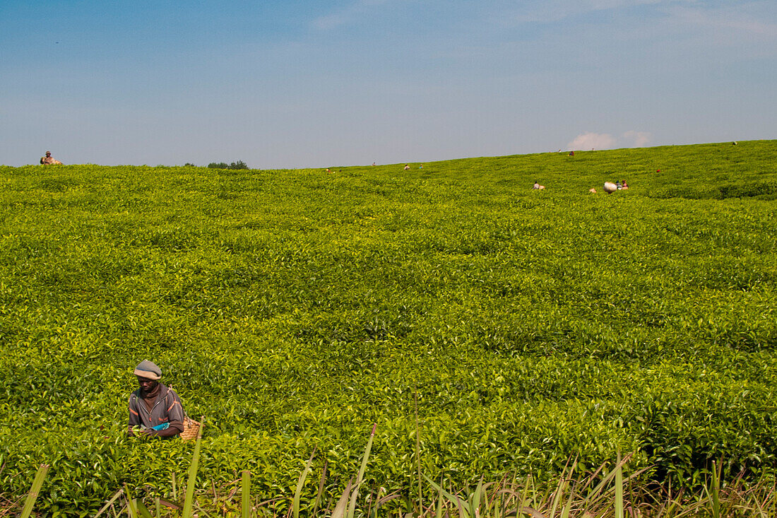 Tea pickers picking tea, Rwanda, Africa