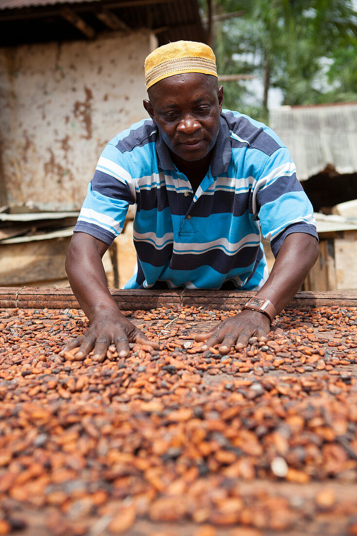 A cocoa farmer spreading out some cocoa beans on bamboo matting to dry in the sun, Ghana, West Africa, Africa