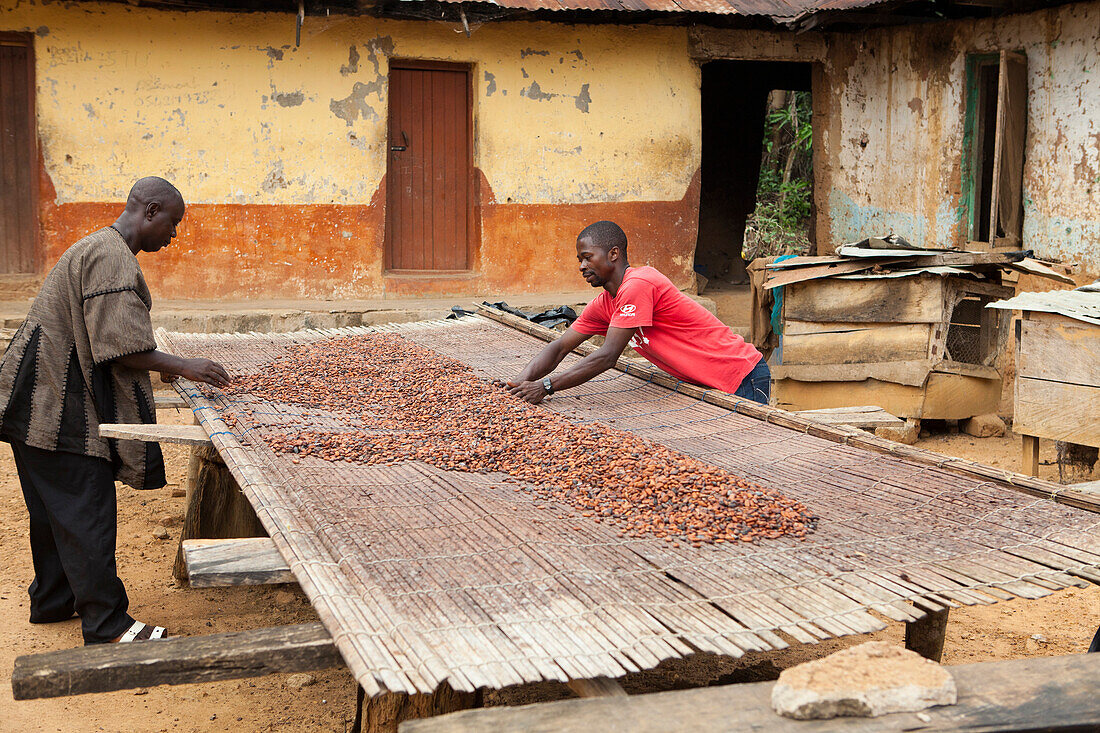 Zwei Kakaobauern legen ihre Kakaobohnen auf Bambusmatten, um in der Sonne zu trocknen, Ghana, Westafrika, Afrika