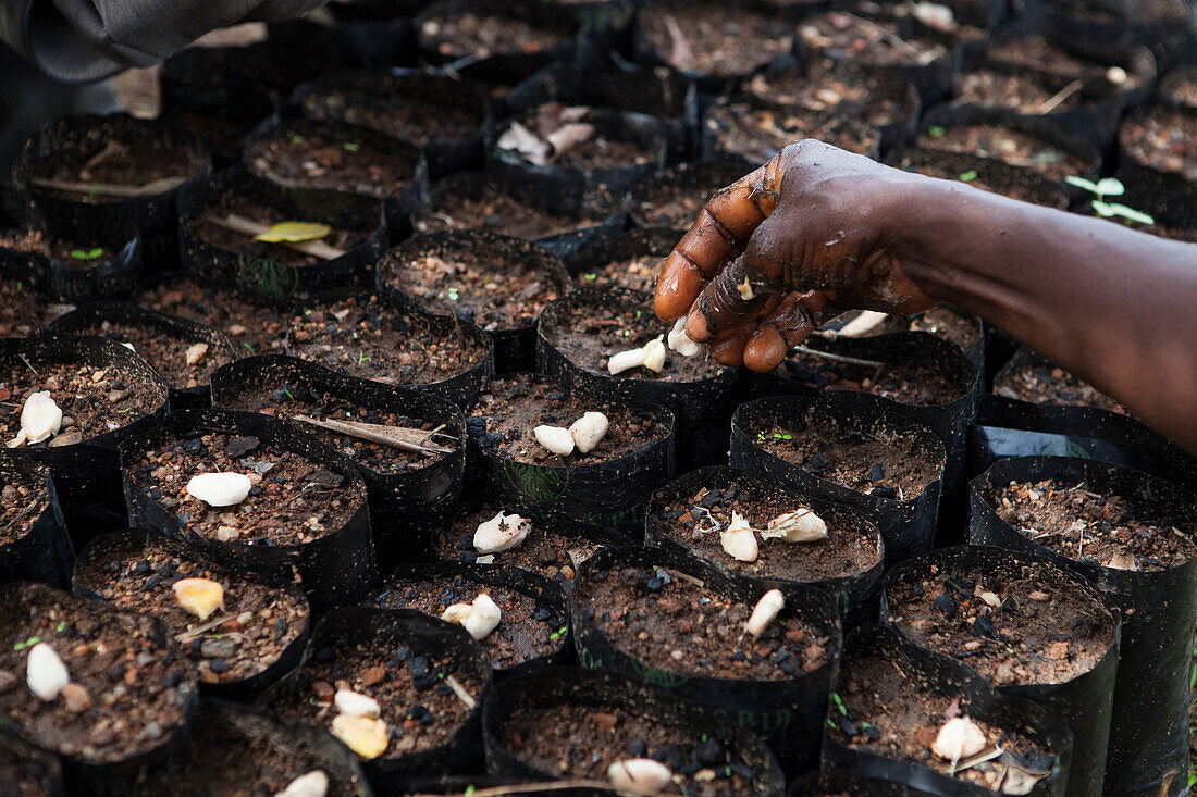 Kakaobohnen werden in einem Kakaokindergarten in Ghana, Westafrika, Afrika gepflanzt