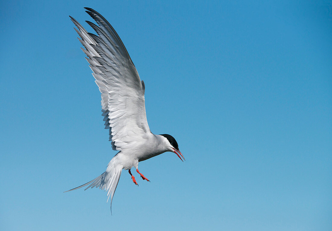 Arctic tern ,Sterna paradisaea, on the Farne Islands, Northumberland, England, United Kingdom, Europe