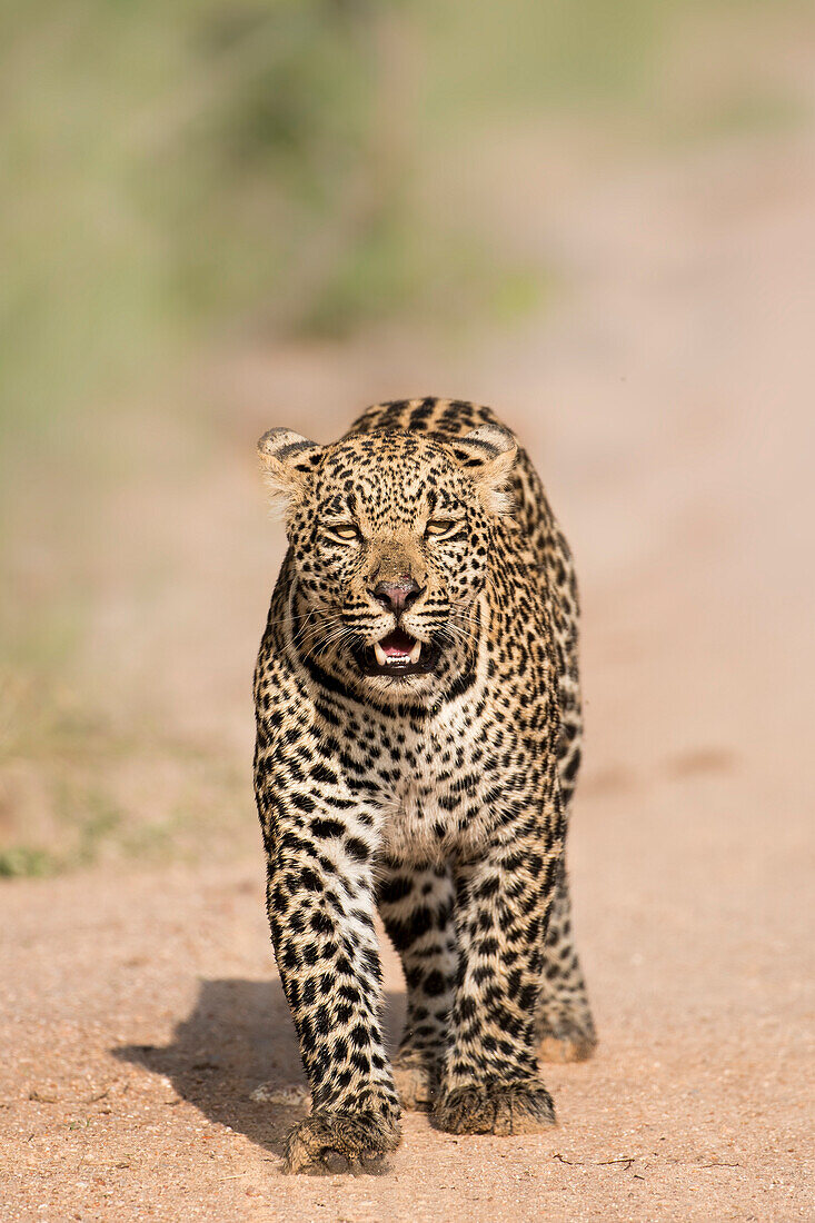 Leopard ,Panthera pardus, in Sabi Sands, Krüger, Südafrika, Afrika