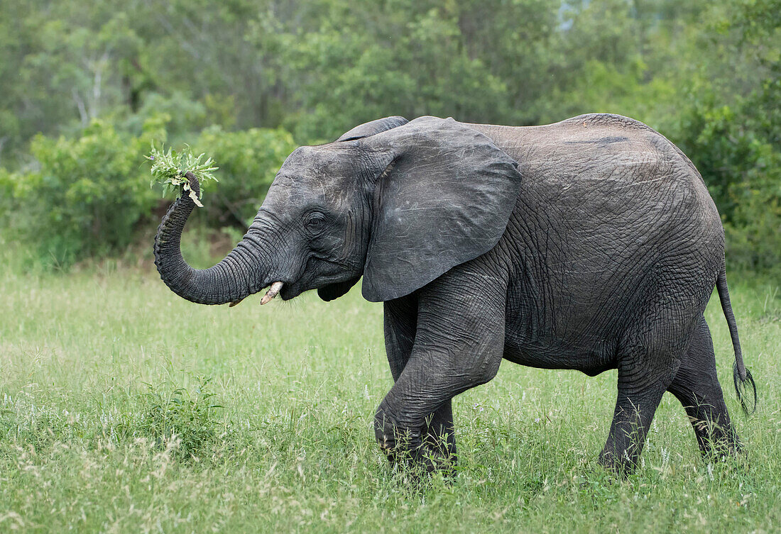 Female elephant ,Loxodonta africana, holding foliage in her trunk in Sabi Sands, Greater Kruger, South Africa, Africa