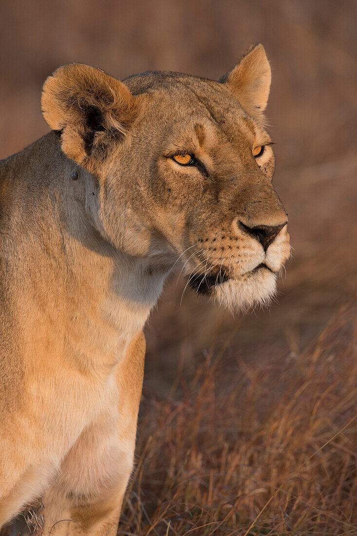 Löwin ,Panthera Leo, der Lemek Stolz in Lemek Conservancy, Masai Mara, Kenia, Ostafrika, Afrika