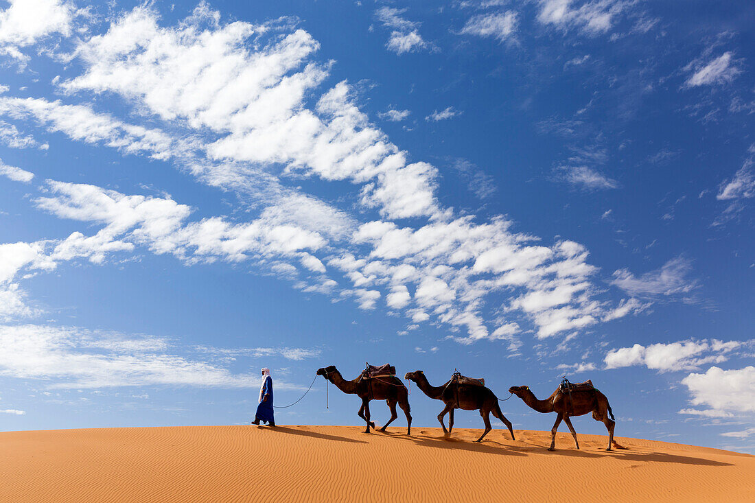 Kamele werden über Dünen des Erg Chebbi Sandmeeres, Teil der Sahara nahe Merzouga, Marokko, Nordafrika, Afrika geführt