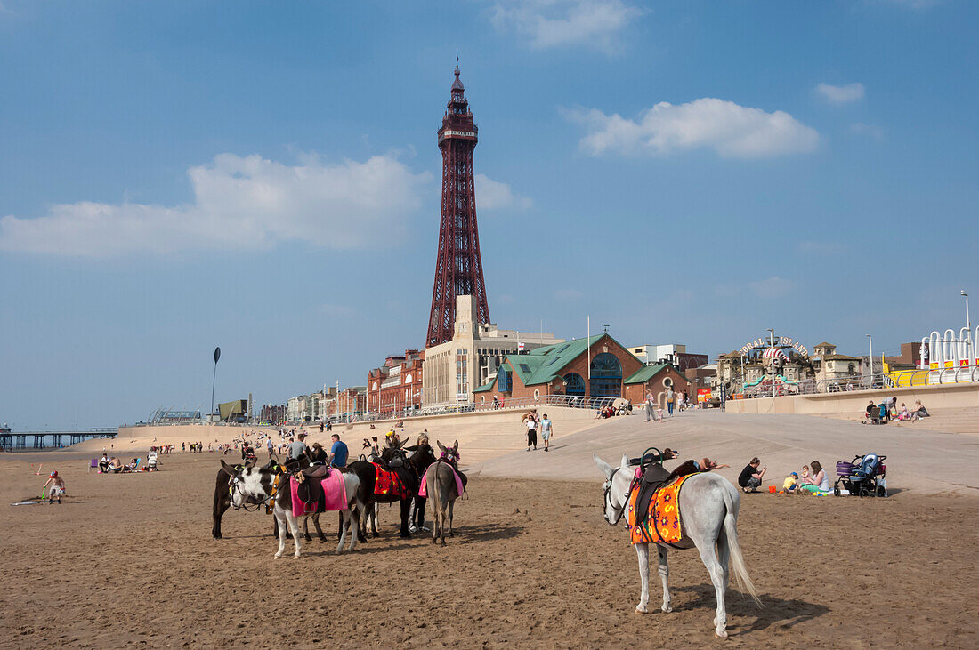 Blackpool Tower, Esel am Strand, Blackpool, Lancashire, England, Vereinigtes Königreich, Europa