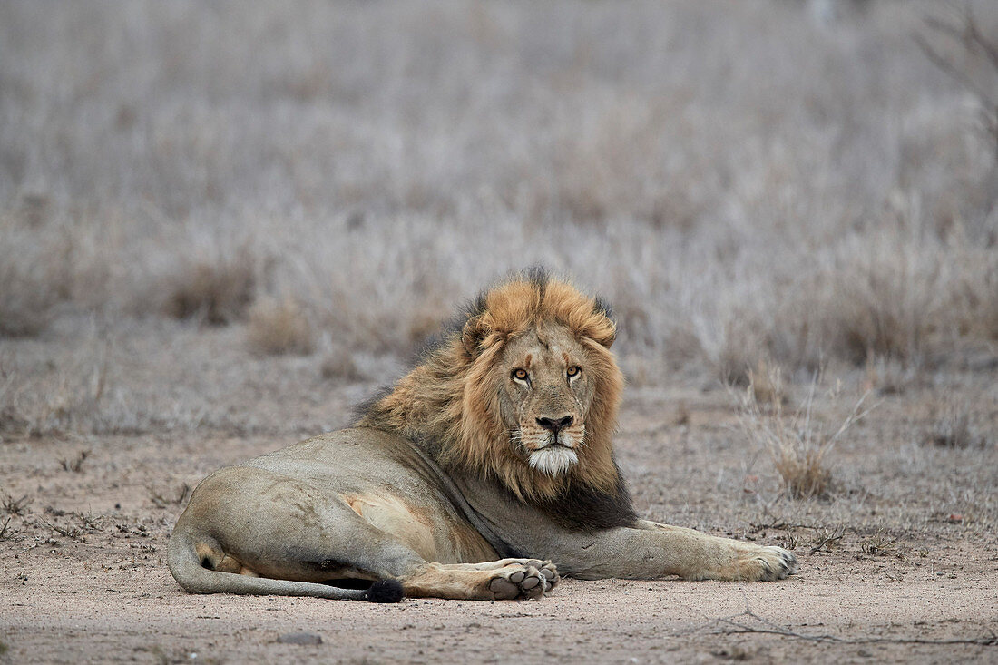 Lion ,Panthera leo, Kruger National Park, South Africa, Africa