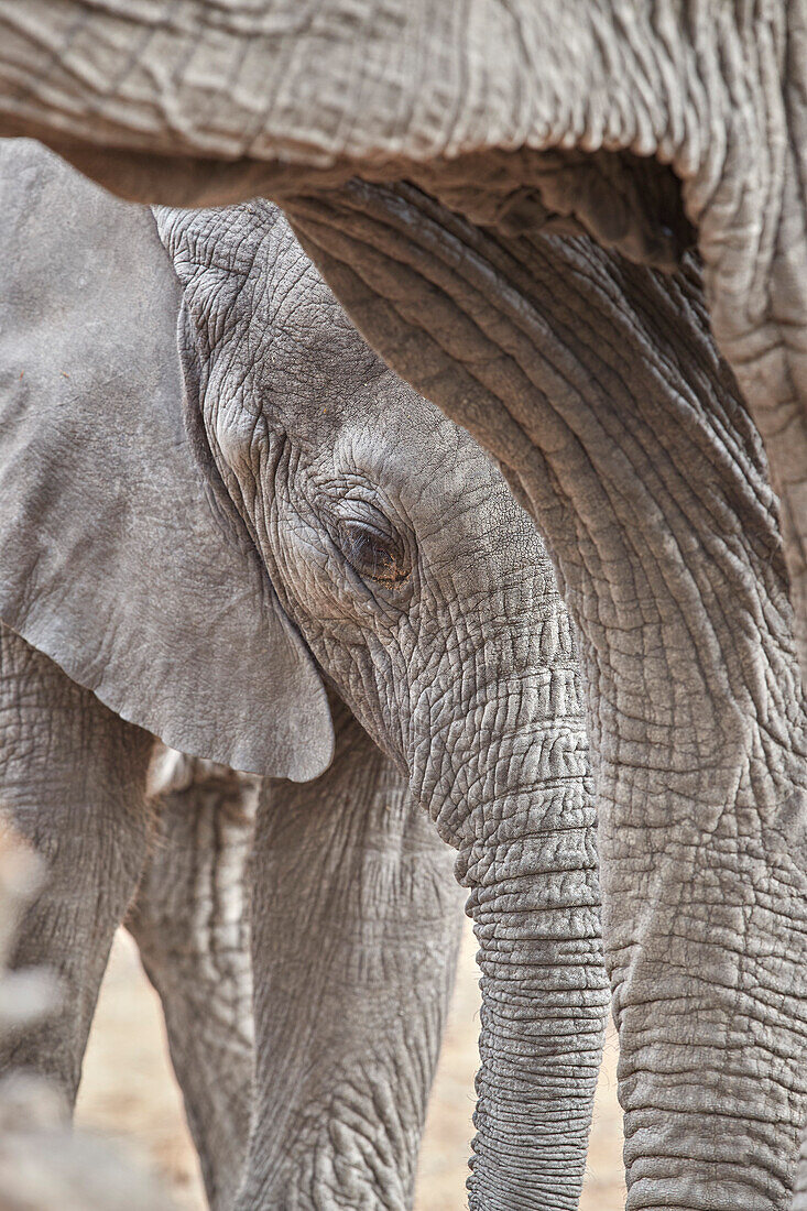 African elephant ,Loxodonta africana, Kruger National Park, South Africa, Africa