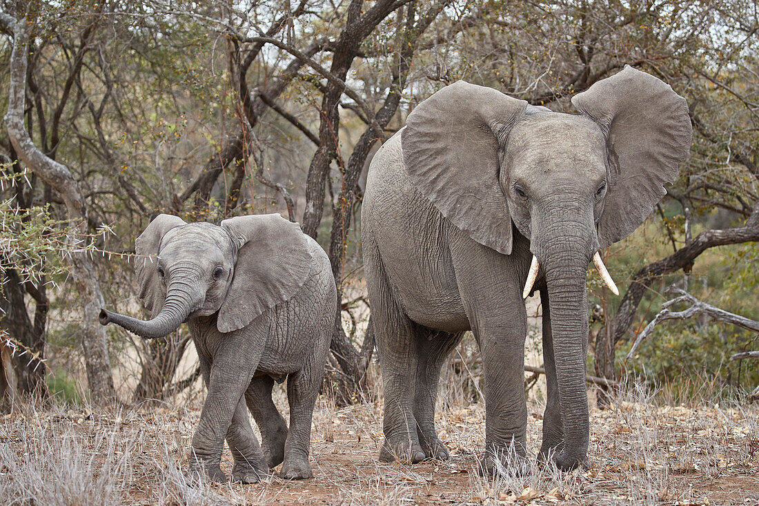 African elephant ,Loxodonta africana, adult and juvenile, Kruger National Park, South Africa, Africa