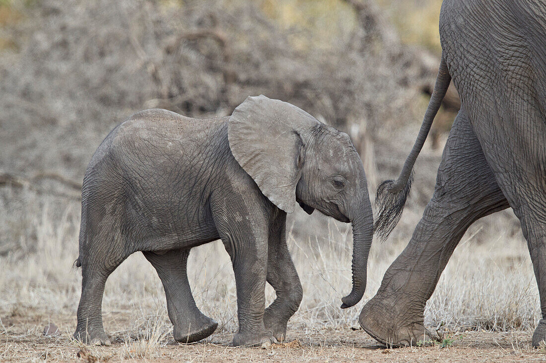 Baby des afrikanischen Elefanten ,Loxodonta africana, Kruger Nationalpark, Südafrika, Afrika
