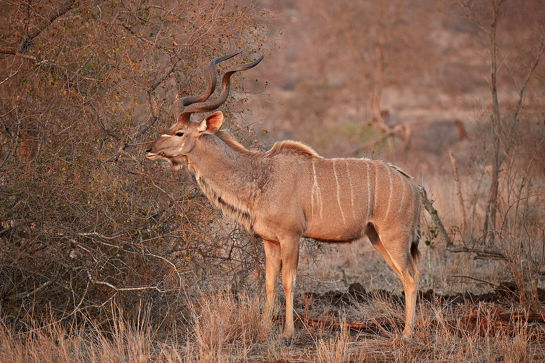Greater kudu ,Tragelaphus strepsiceros, bull, Kruger National Park, South Africa, Africa