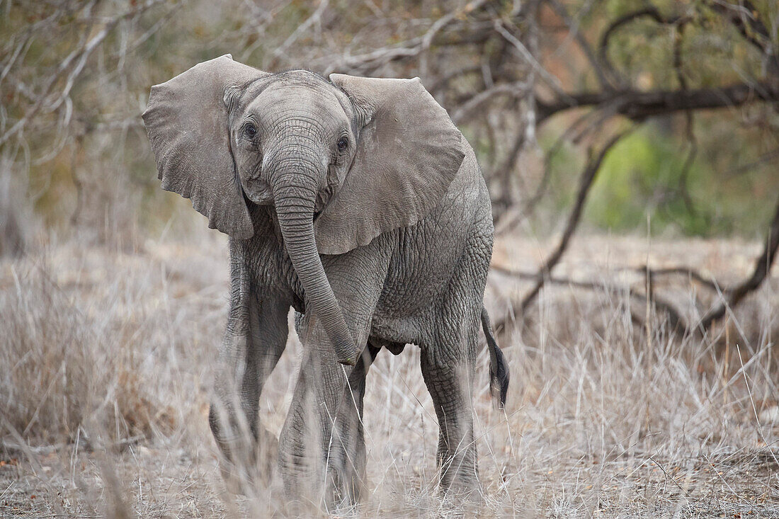 African elephant ,Loxodonta africana, juvenile, Kruger National Park, South Africa, Africa